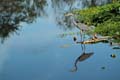 'The Great Blue Heron' by Gabriel Costa Franco